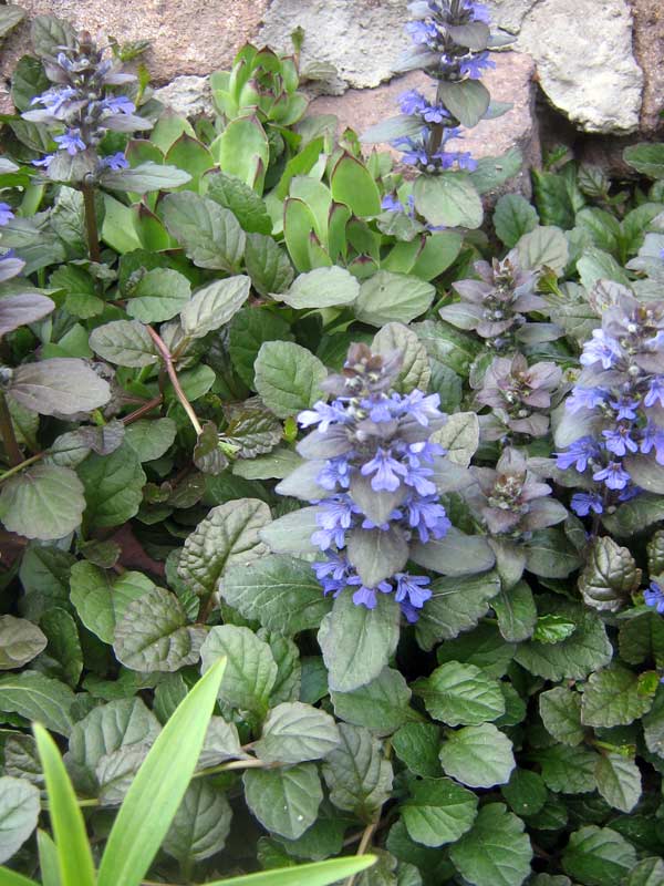 Изображение особи Ajuga reptans.
