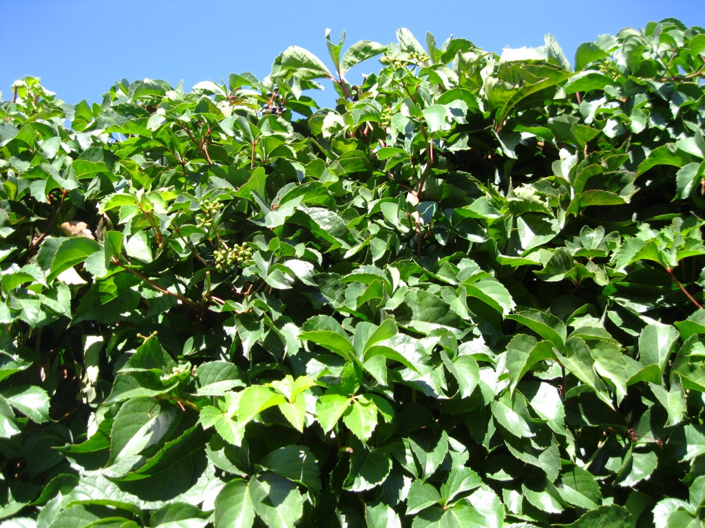 Image of Parthenocissus quinquefolia specimen.