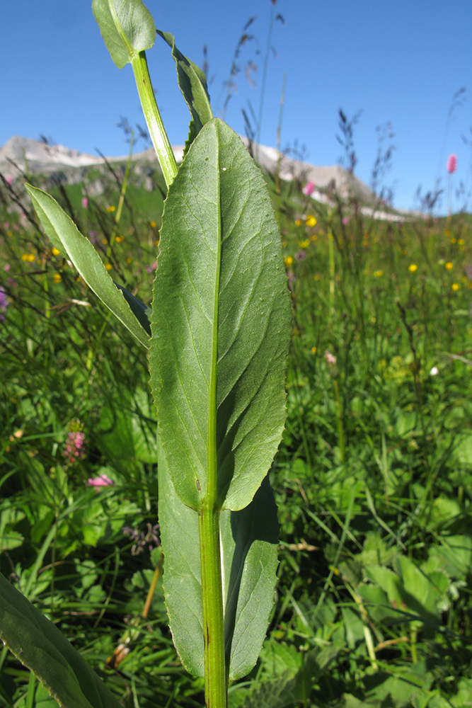 Image of Senecio kolenatianus specimen.