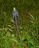 Scilla hyacinthoides