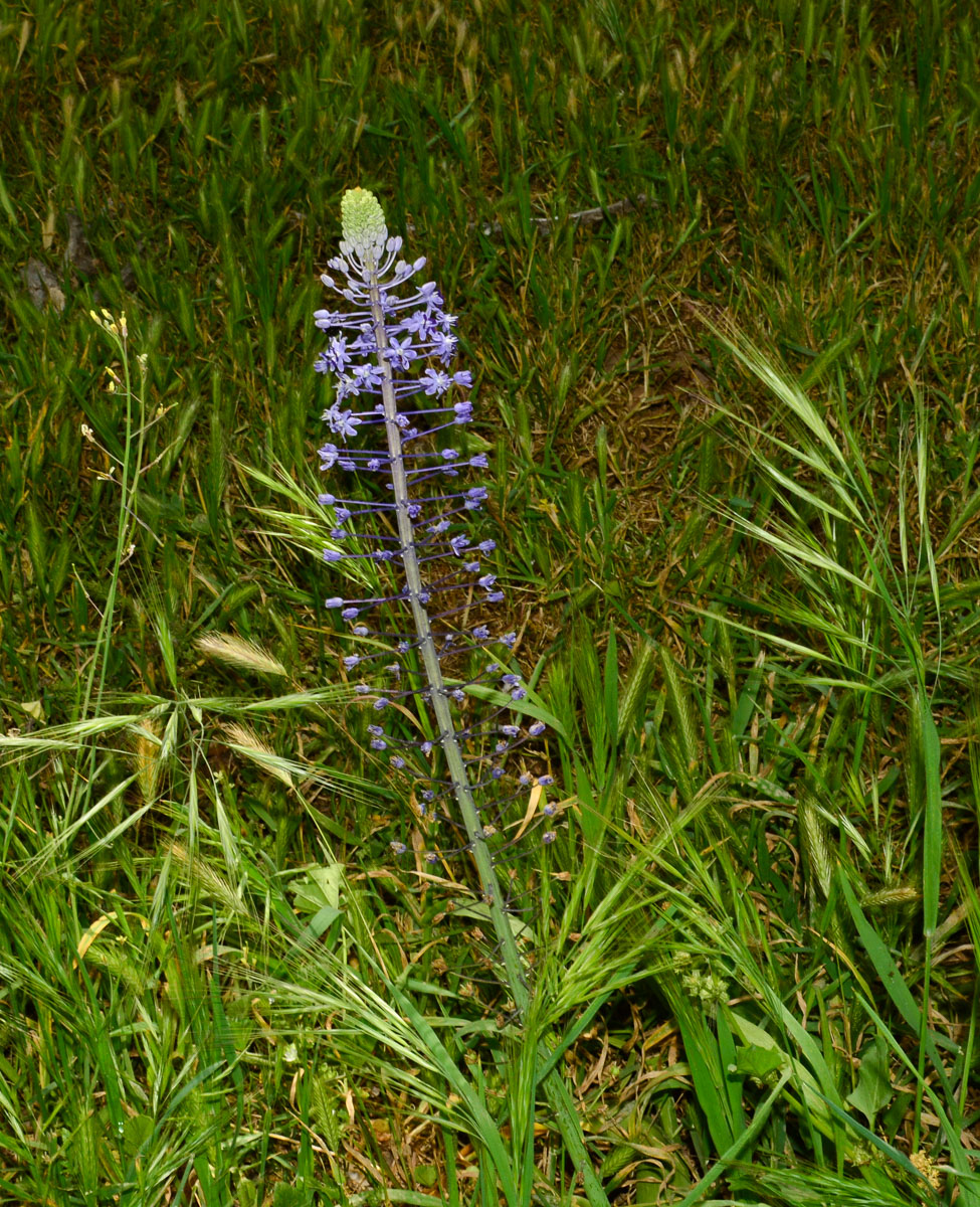 Изображение особи Scilla hyacinthoides.