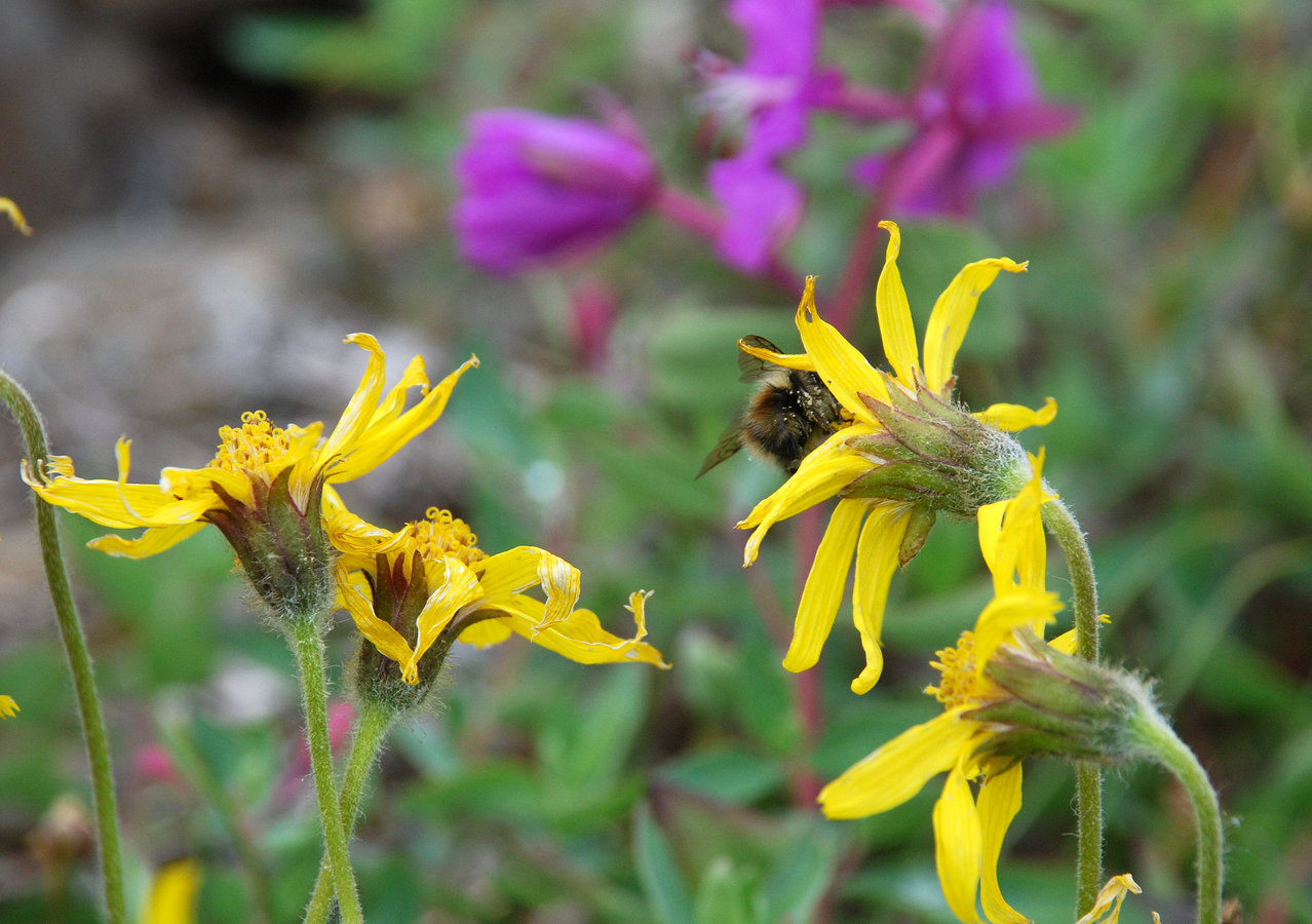 Изображение особи Arnica frigida.