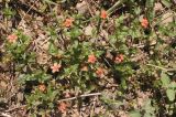 Anagallis arvensis