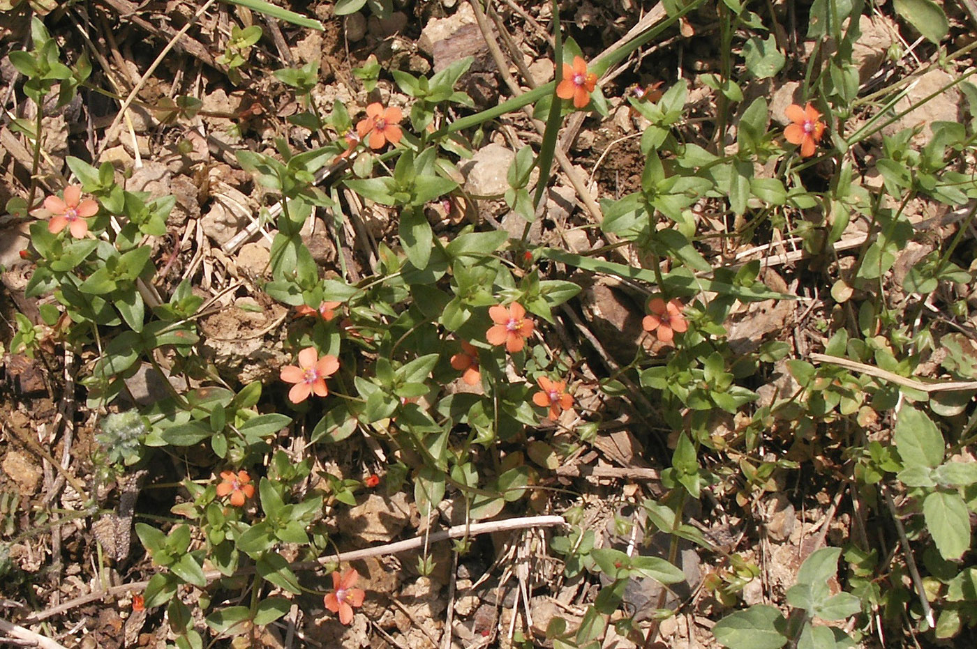 Изображение особи Anagallis arvensis.