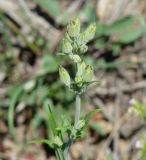 Silene aprica