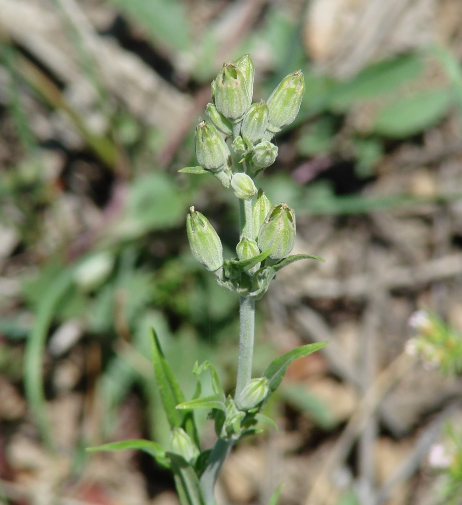 Image of Silene aprica specimen.