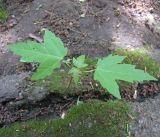 Acer saccharinum. Молодое растение. Курская обл., г. Железногорск, на клумбе. 11 мая 2010 г.