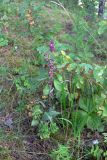 Epipactis atrorubens