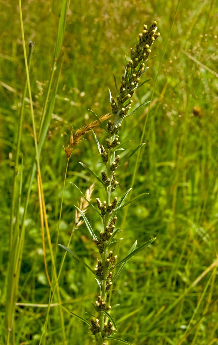 Изображение особи Omalotheca sylvatica.