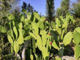 Opuntia cochenillifera. Верхушки веток цветущего растения. Израиль, Шарон, пос. Кфар Монаш, ботанический сад \"Хават Ганой\". 31.01.2018.