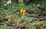 Crocus chrysanthus