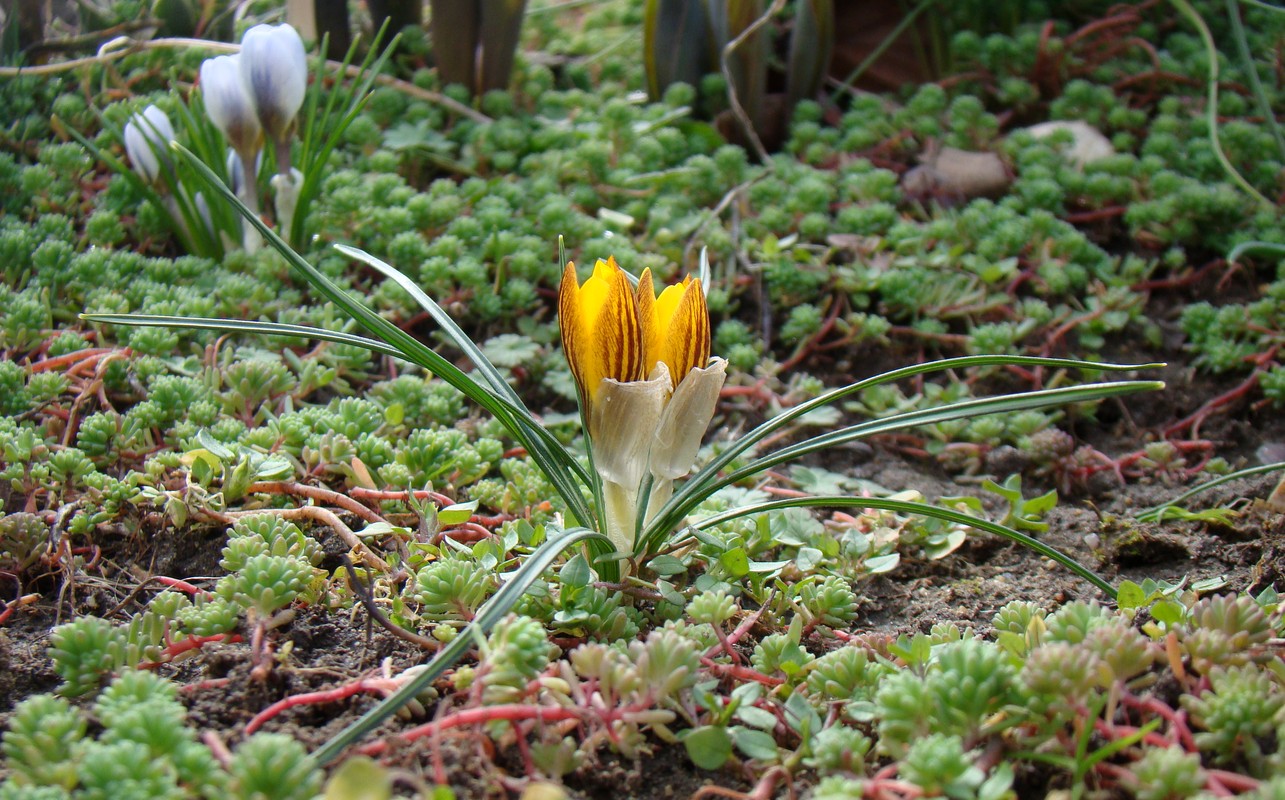 Изображение особи Crocus chrysanthus.