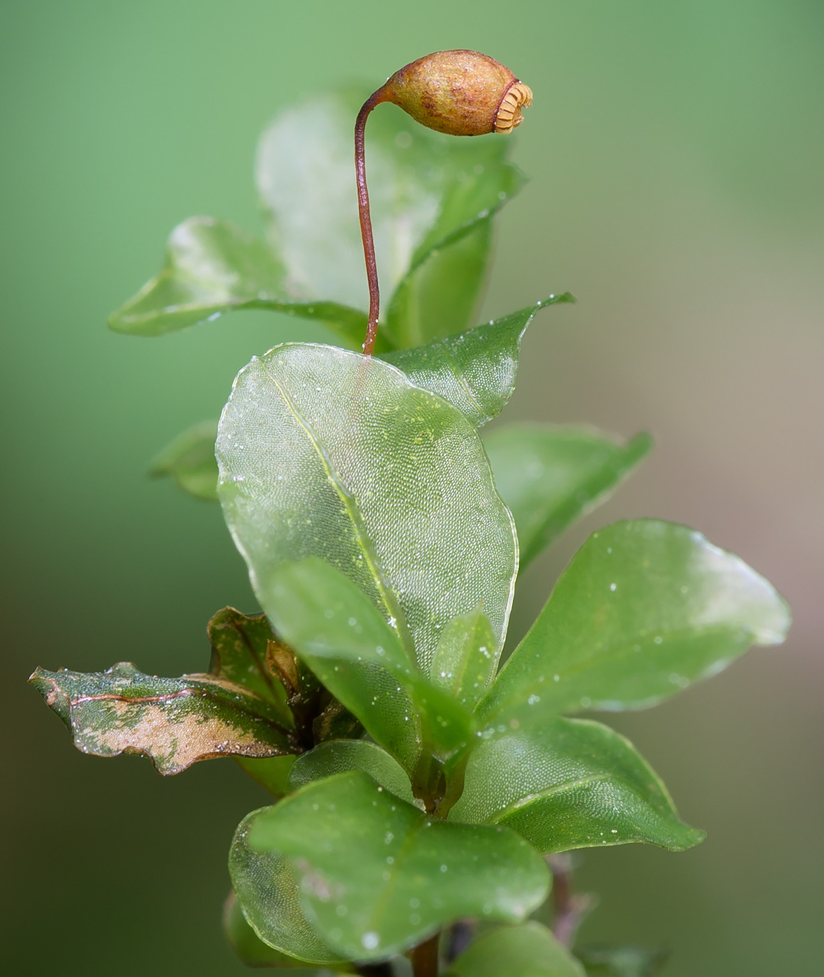 Изображение особи Rhizomnium punctatum.