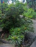 Osmoxylon lineare. Цветущее и плодоносящее растение. Малайзия, Куала-Лумпур, в культуре. 13.05.2017.