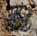 Campanula celsii