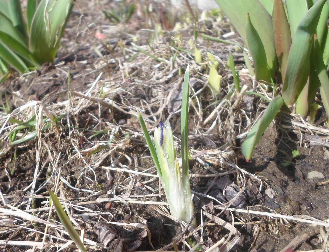 Изображение особи Iridodictyum reticulatum.