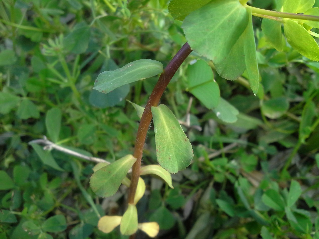 Изображение особи Euphorbia helioscopioides.