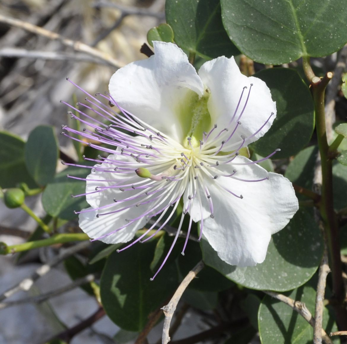 Image of Capparis orientalis specimen.