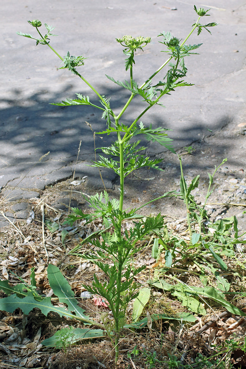 Image of Eremodaucus lehmannii specimen.