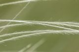 genus Stipa. Средние части остей. Ростовская обл., Сальский р-н, окр. пос. Тальники, склон степной балки. 16.05.2018.
