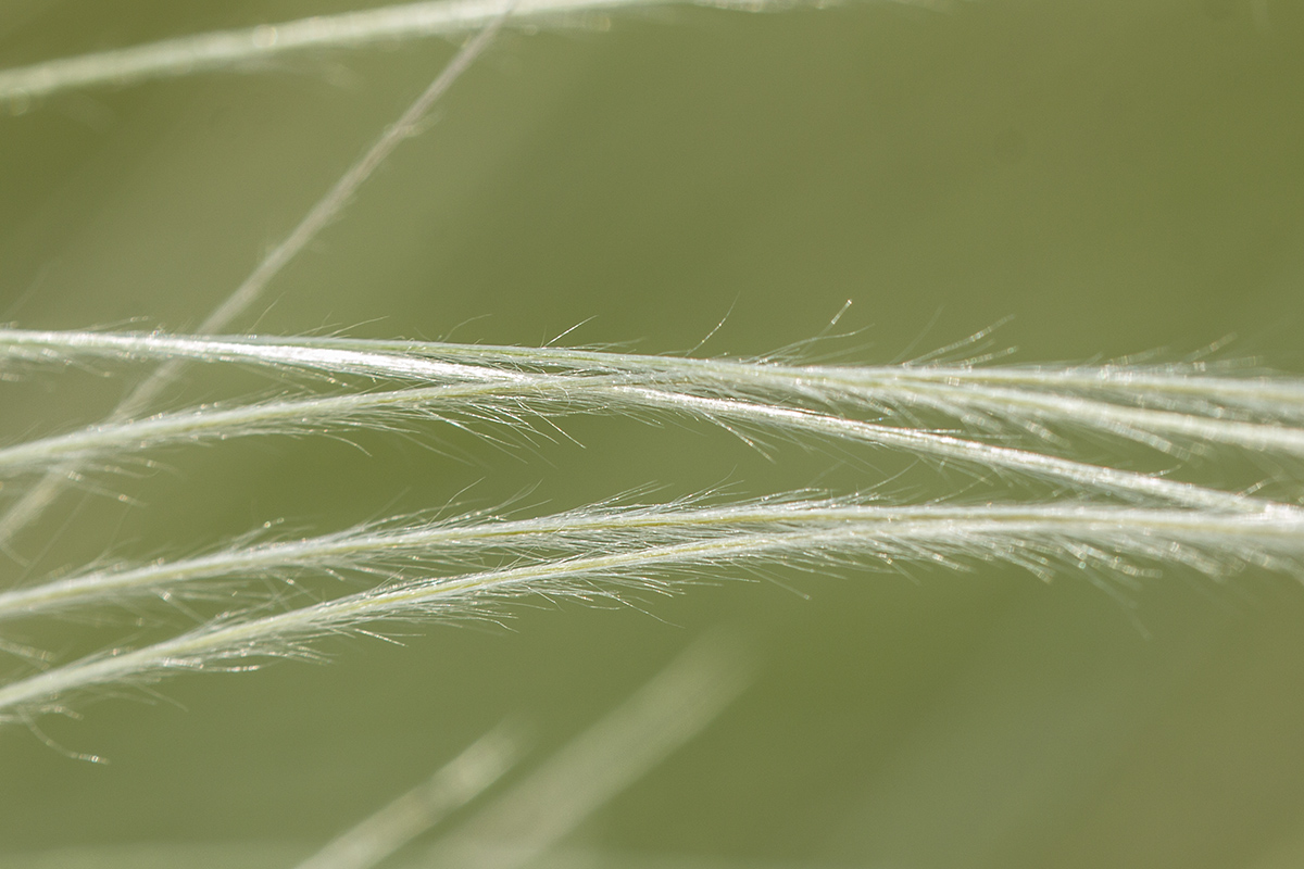 Image of genus Stipa specimen.