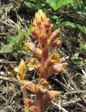 Orobanche laxissima