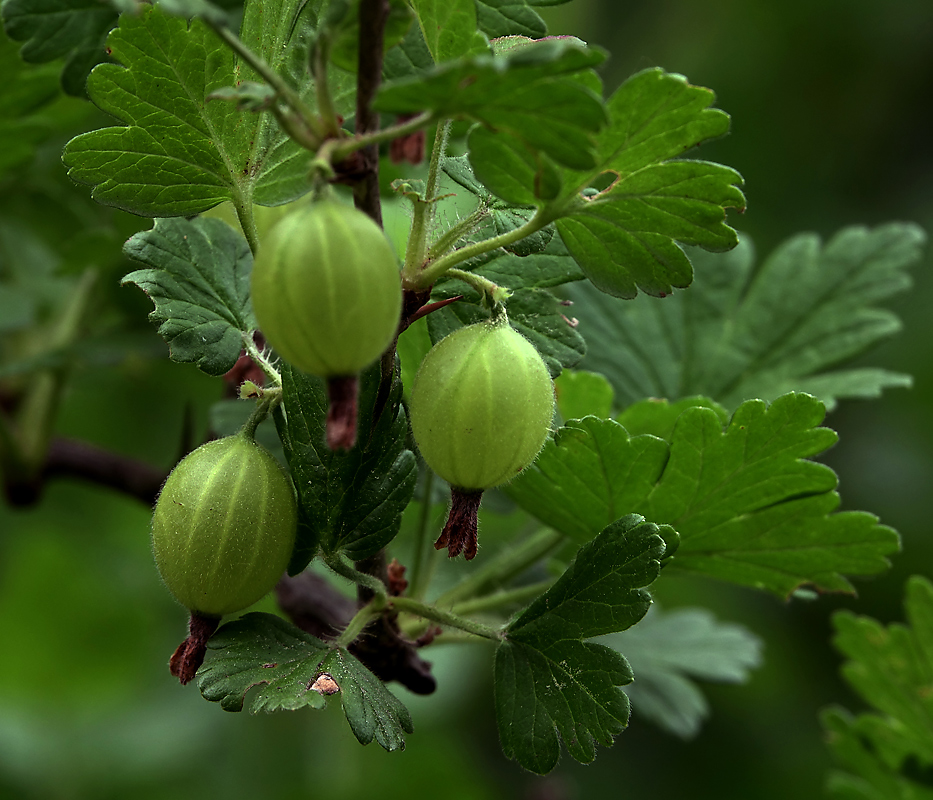 Изображение особи Grossularia uva-crispa.