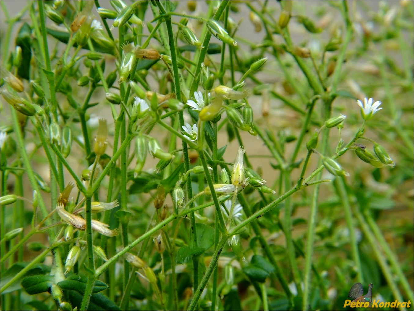 Image of Cerastium holosteoides specimen.