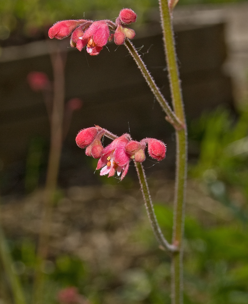 Image of Heuchera sanguinea specimen.