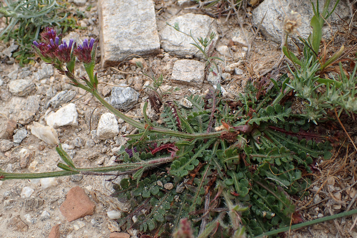 Image of Limonium sinuatum specimen.