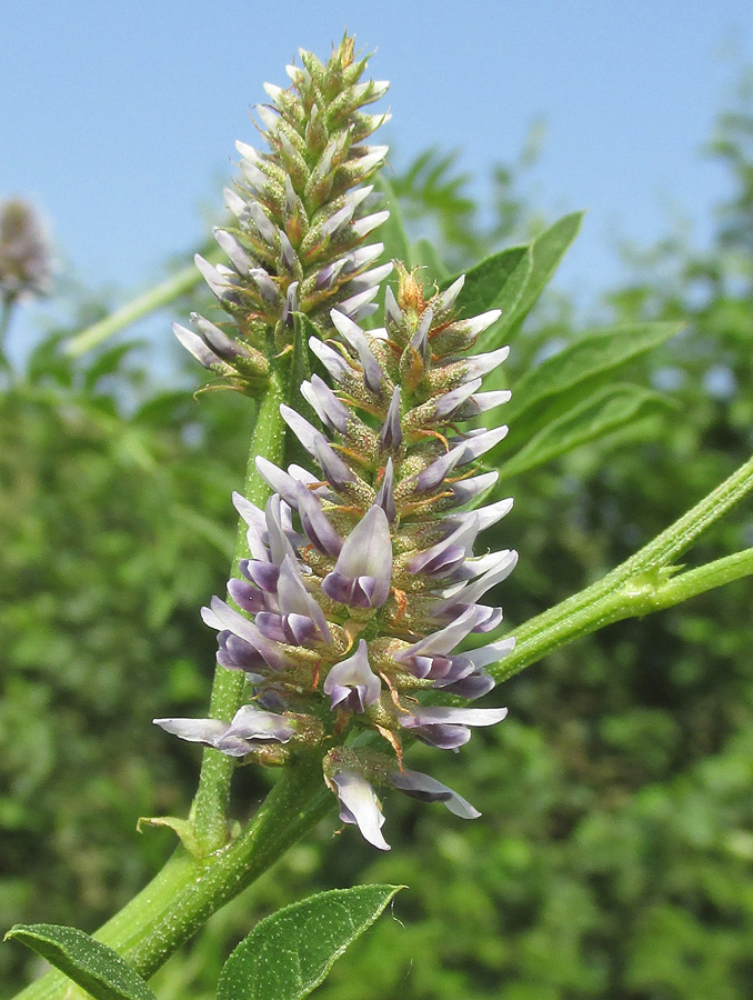 Image of Glycyrrhiza foetidissima specimen.