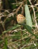 Centaurea jacea subspecies substituta. Верхушка побега с развивающимся соцветием. Украина, Днепропетровская обл., Апостоловский р-н, Токовский сельский совет, у подножья скалы возле Токовских водопадов. 04.08.2018.