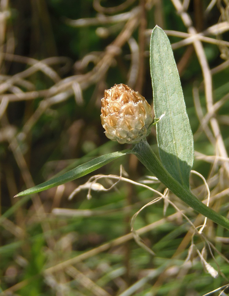 Image of Centaurea jacea ssp. substituta specimen.