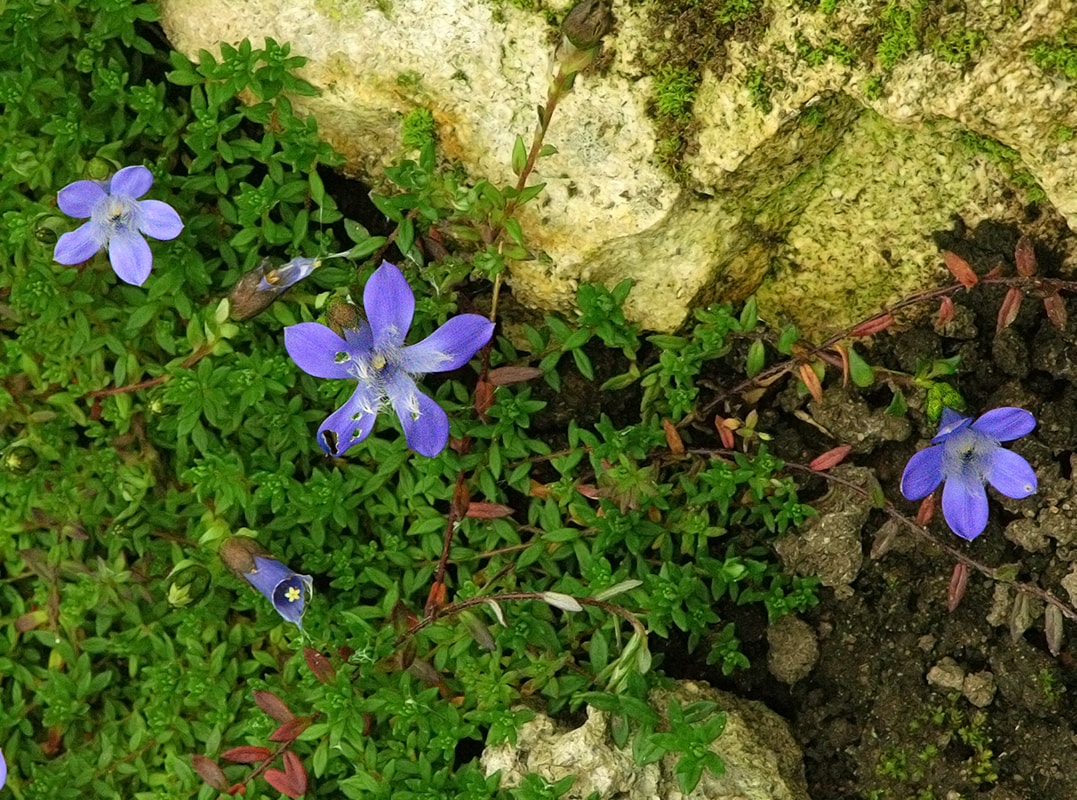 Изображение особи Cyananthus microphyllus.