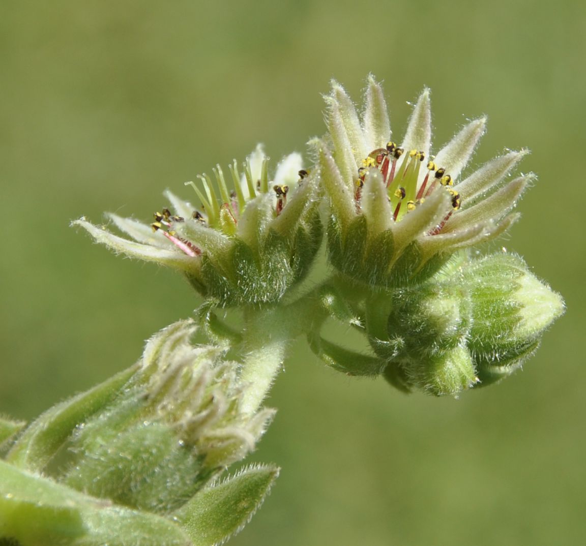 Image of genus Sempervivum specimen.