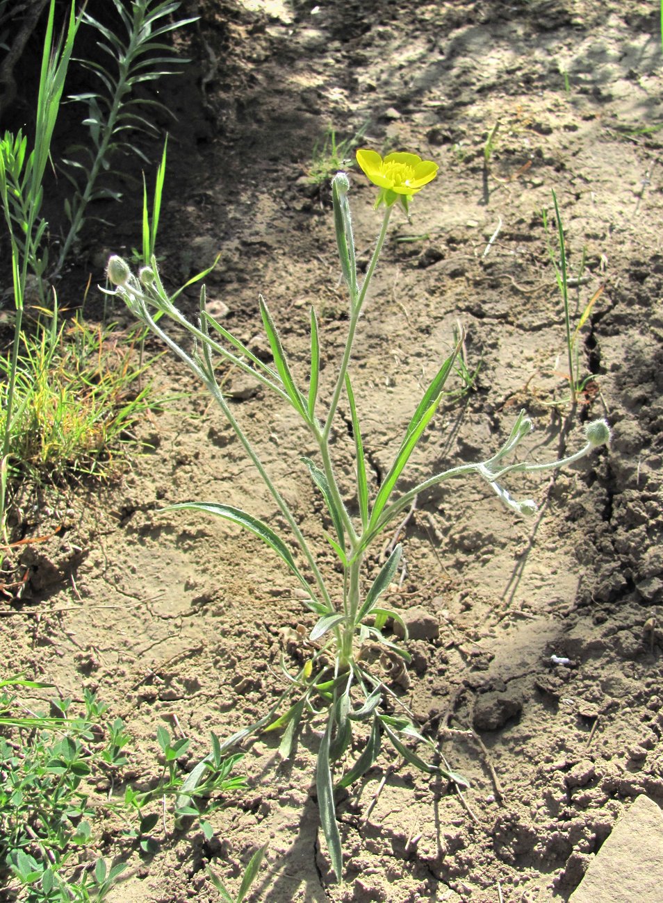 Изображение особи Ranunculus illyricus.