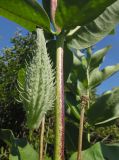 Asclepias syriaca