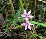 Erodium cicutarium. Соцветие. Санкт-Петербург, Фрунзенский р-н, окр. ст. м. «Купчино», на пустыре. 02.10.2018.