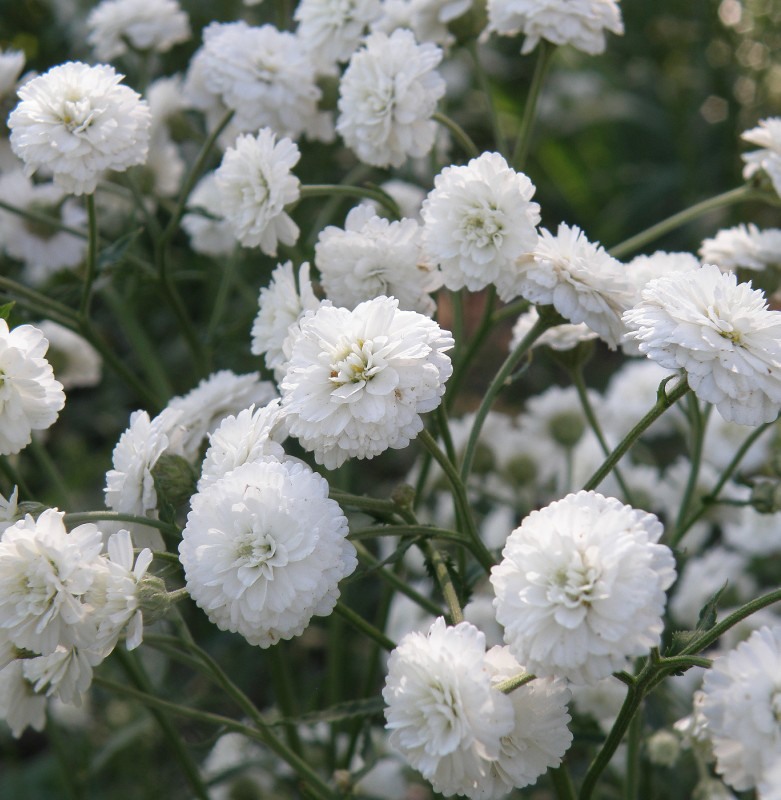 Image of Achillea ptarmica var. multiplex specimen.