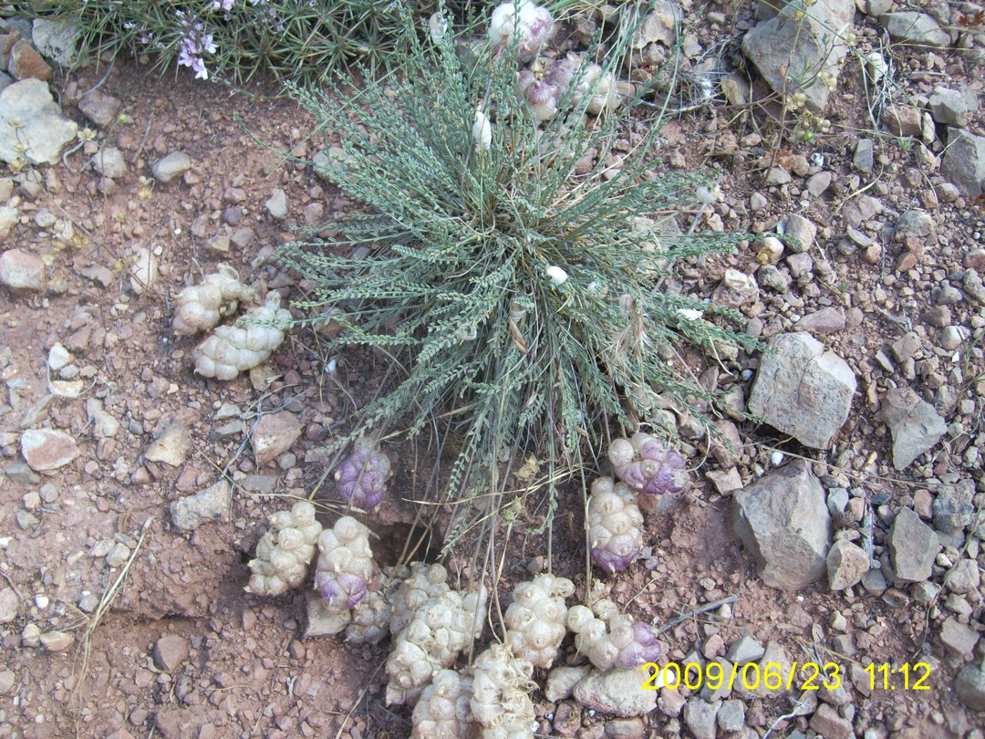 Изображение особи Astragalus szovitsii.