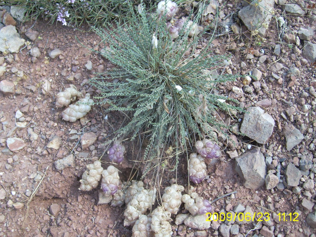 Изображение особи Astragalus szovitsii.