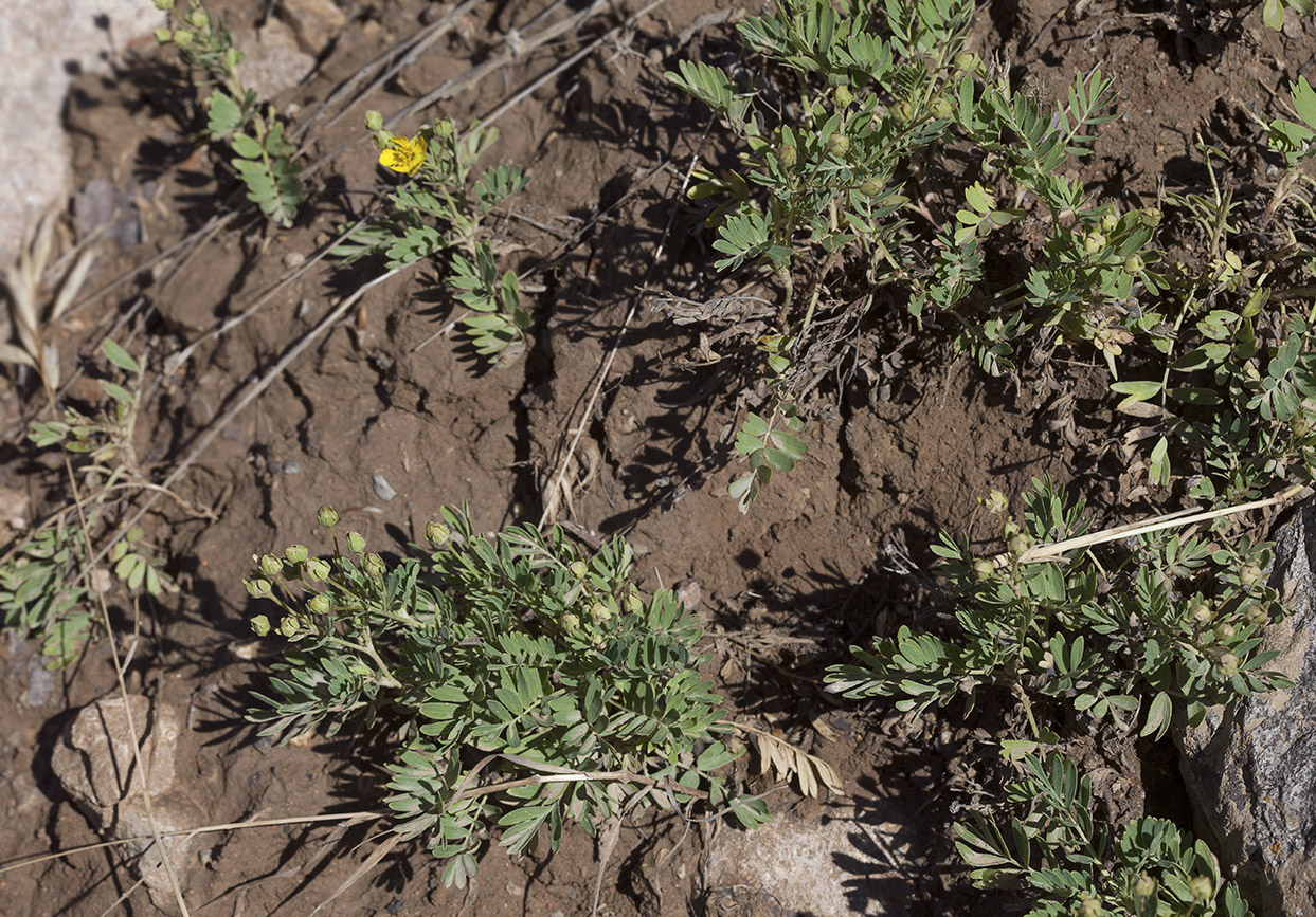 Изображение особи Potentilla orientalis.