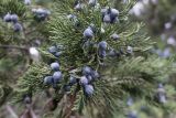 Juniperus foetidissima. Часть ветви с шишкоягодами. Краснодарский край, Анапский р-н, мыс Большой Утриш, Турецкий перевал, можжевеловое редколесье. 02.12.2018.