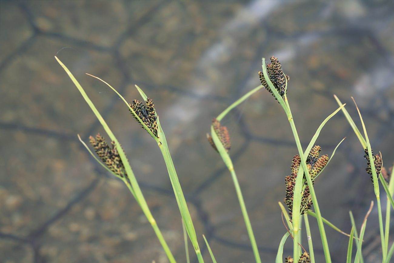 Image of Carex eleusinoides specimen.