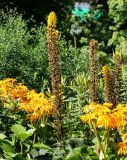 genus Ligularia