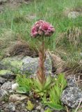 Sempervivum caucasicum. Цветущее растение. Кабардино-Балкария, Эльбрусский р-н, долина р. Ирикчат, ок. 2800 м н.у.м., каменистый склон. 06.08.2018.