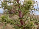 Echinops spinosissimus