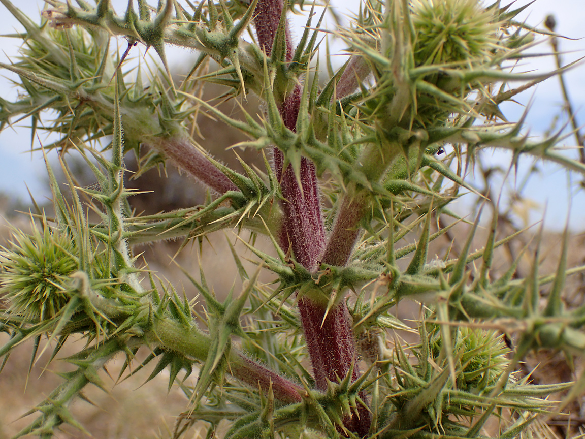 Image of Echinops spinosissimus specimen.