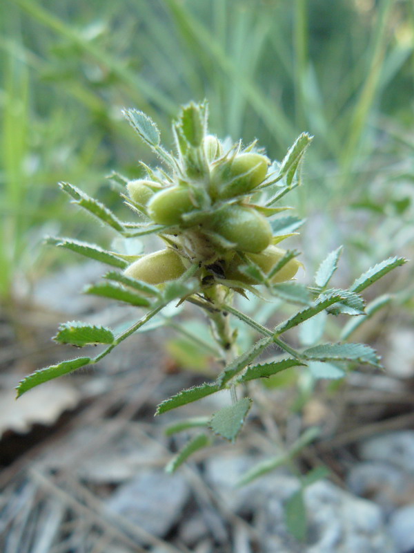 Image of Ononis pusilla specimen.