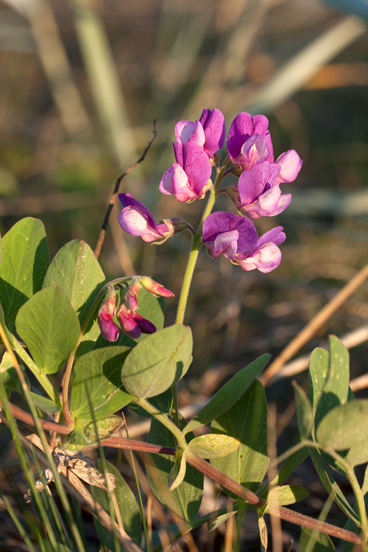 Image of Lathyrus japonicus ssp. pubescens specimen.